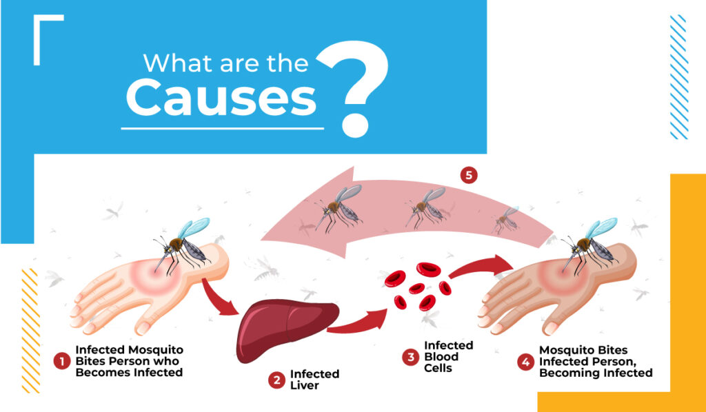 what are the causes of malaria?